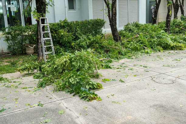 How Our Tree Care Process Works  in  Cleveland, NC